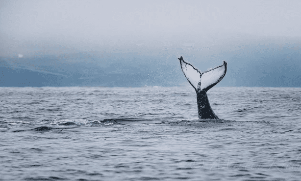 Up to three humpback whales have been spotted off the coast of West Clare!