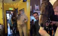 split screen of horse walking into a pub with trainer and drinking a pint