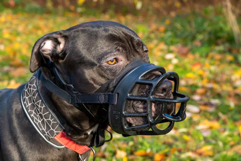 Stricter rules and higher fines to be introduced for owners of restricted dog breeds