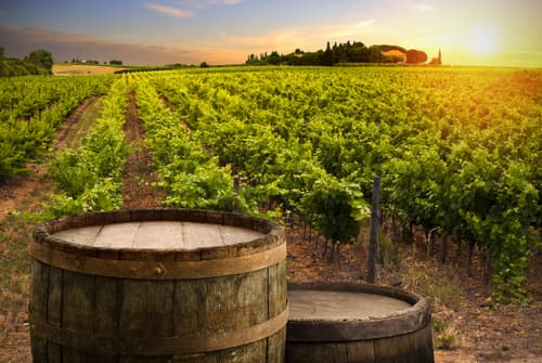 You can sleep in an ACTUAL wine barrel at this vineyard in Portugal