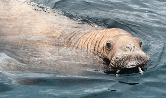 Wally the Walrus has wrapped up his West Cork staycay – where’s he off to next?
