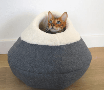 Aldi has some fab new pet accessories available from Sunday Aldi has some fab new pet accessories available from Sunday
