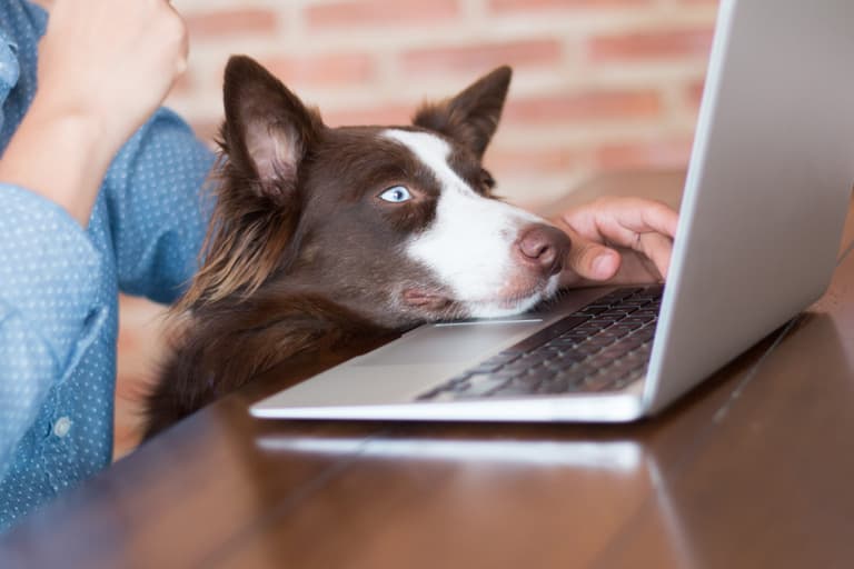 Heading back to the office with a canine in tow? Dogs Trust have issued some helpful advice