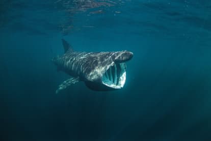 This scuba diver caught underwater footage of the basking sharks off the coast of Clare