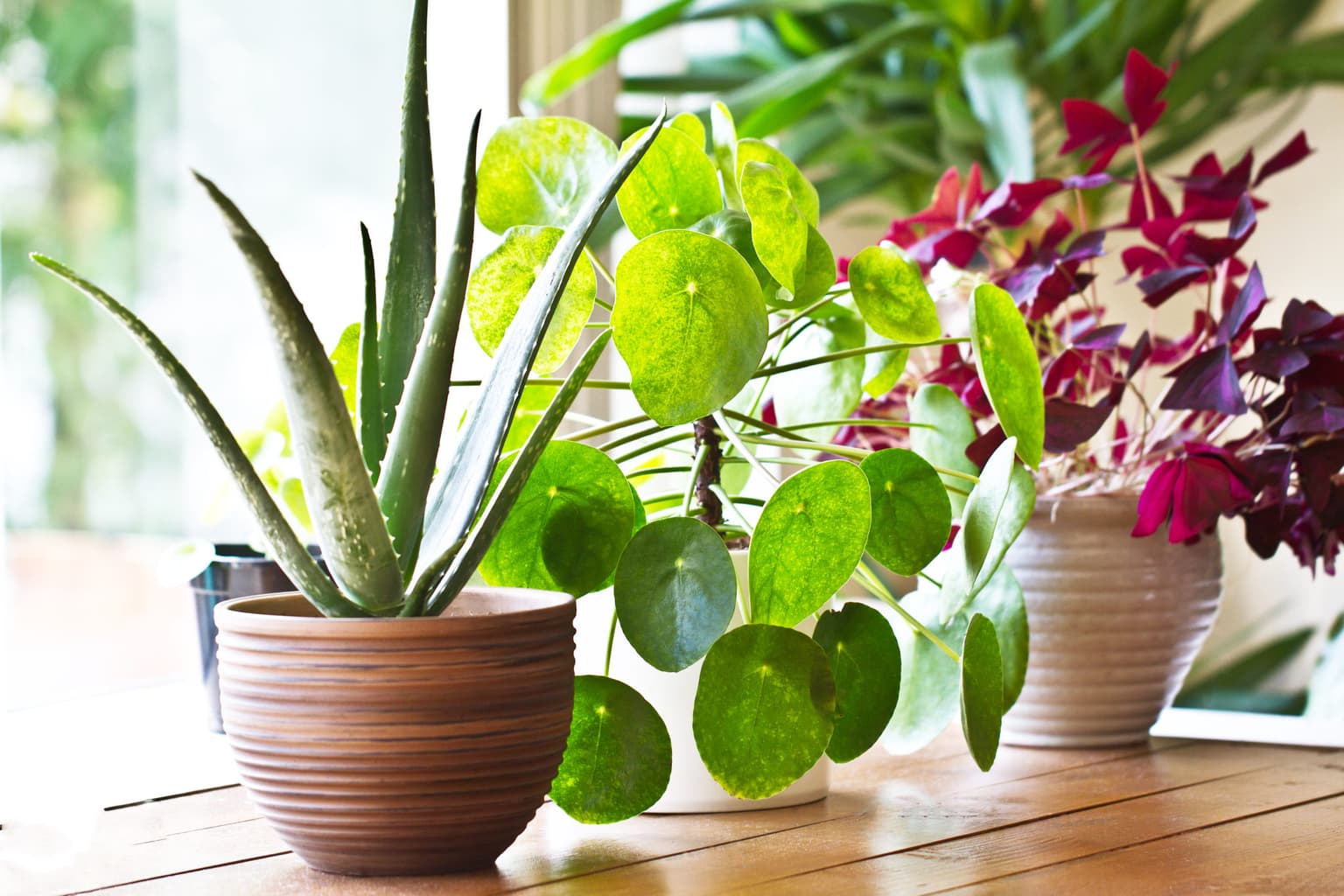 Cork’s Marina Market introduce The Plant Orphanage