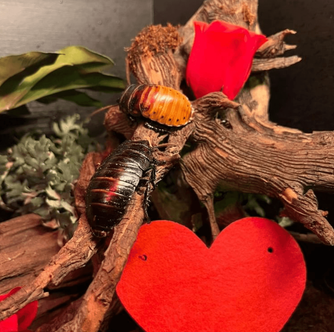 Bray Sea Life invites people to ‘name a cockroach after your ex’ for Valentine’s Day