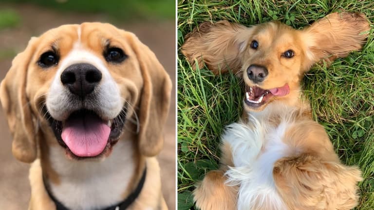 WIN a year’s supply of dog food plus an overnight stay in a pet-friendly hotel