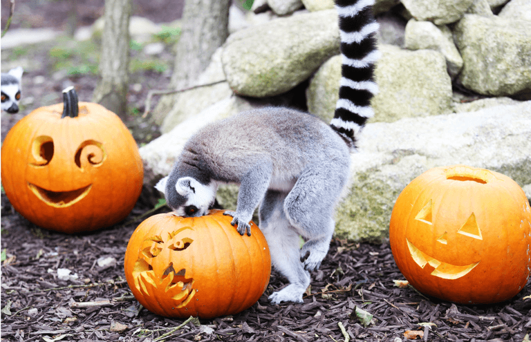 The Wicked Adventure is opening at Tayto Park and kids go free on Halloween The Wicked Adventure is opening at Tayto Park and kids go free on Halloween
