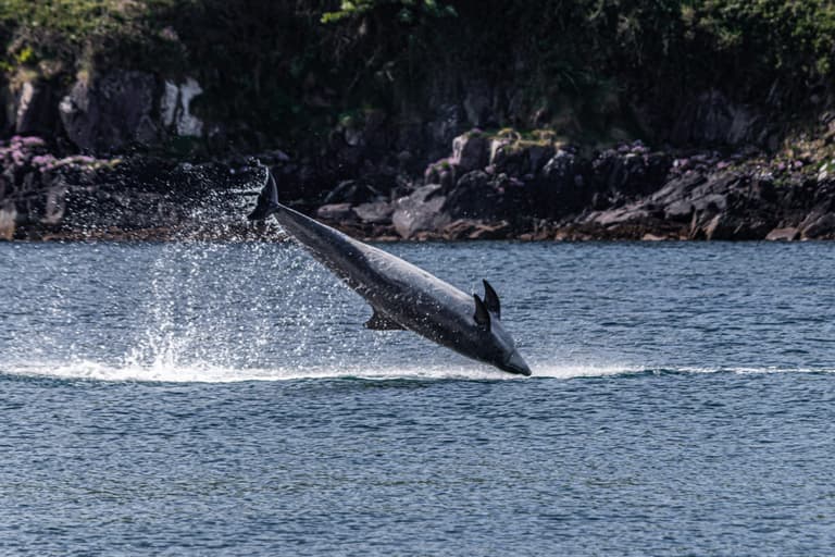 A Fungie Memorial is set to take place a year after the dolphin’s disappearance A Fungie Memorial is set to take place a year after the dolphin’s disappearance