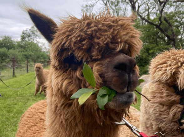 Louth alpaca farm has a unique use for old Christmas trees Louth alpaca farm has a unique use for old Christmas trees